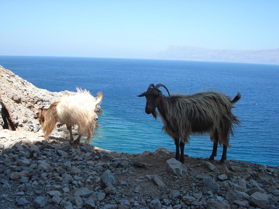 Analipsis Foto: 8 van 13