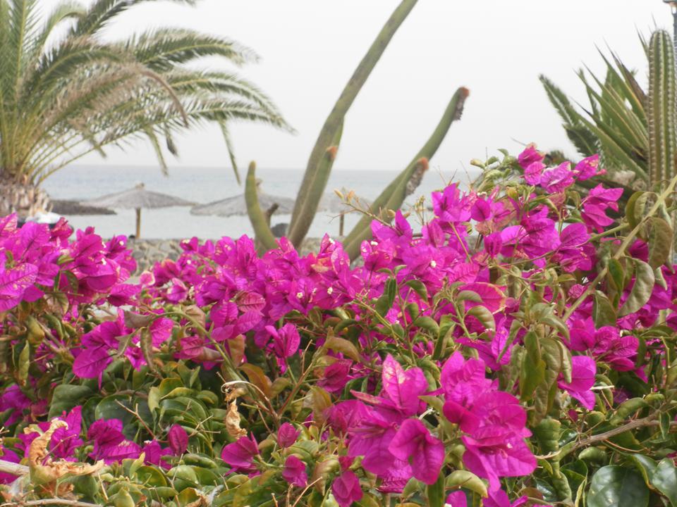 Caleta de Fuste Foto: 5 van 8