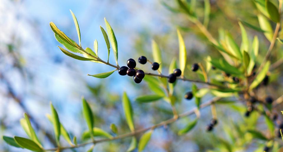 Moraitika Foto: 2 van 2