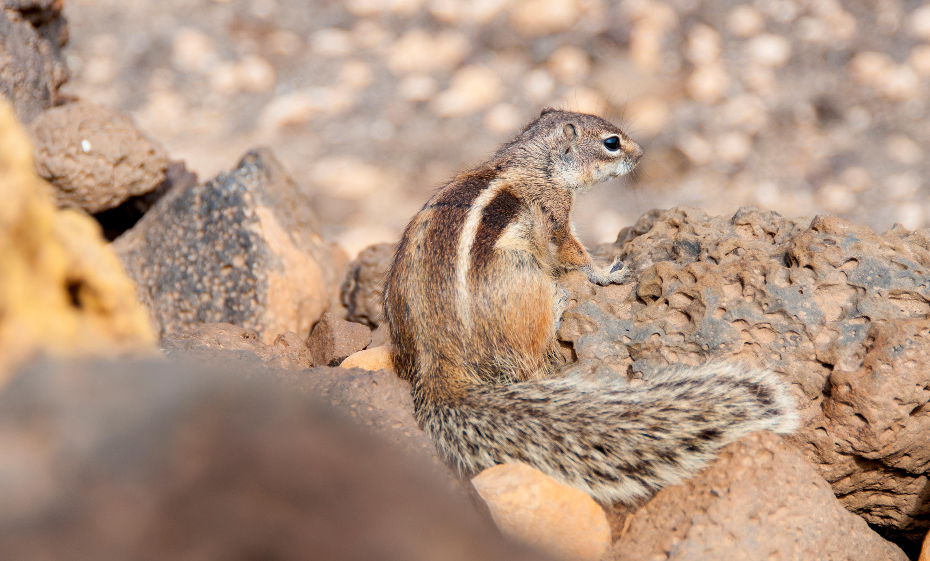 Tarajalejo Foto: 4 van 4