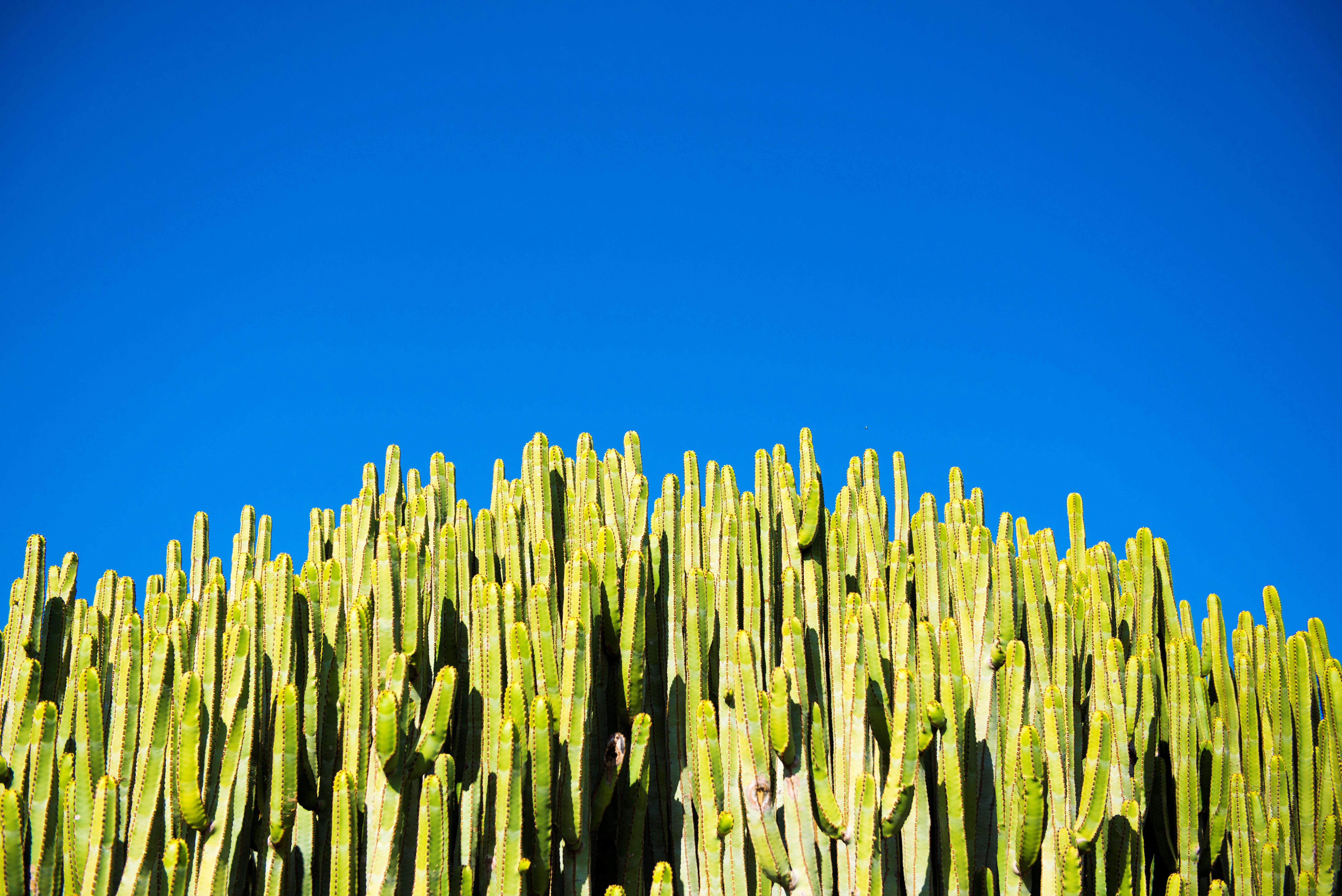 Tenerife Photo : 29 sur 35