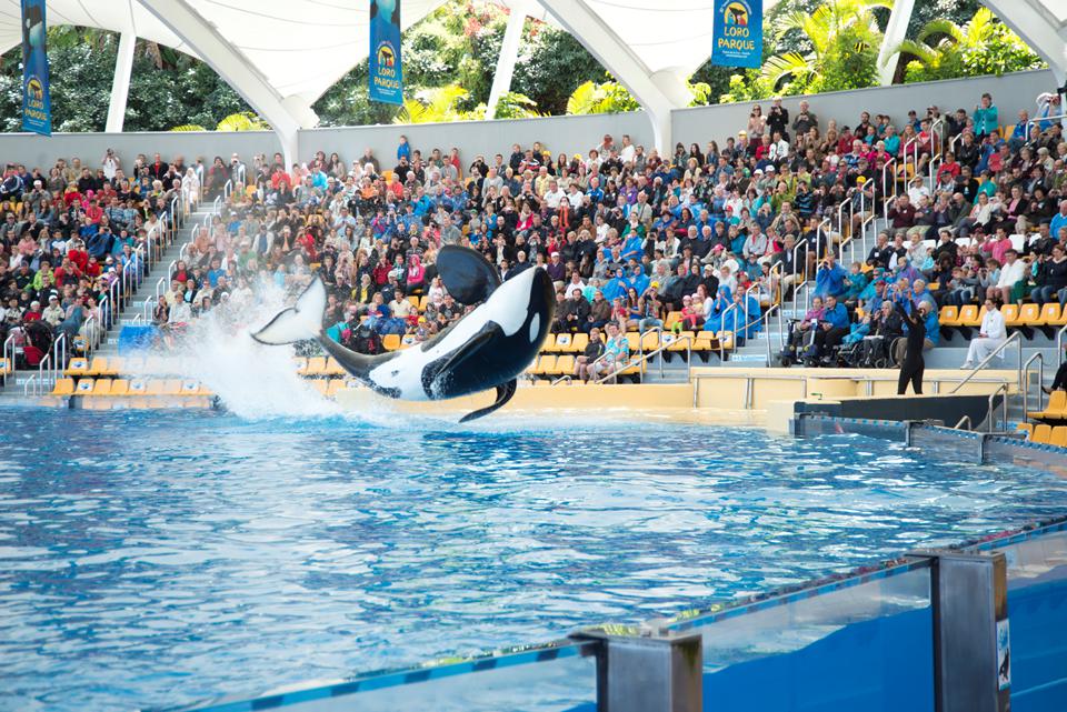 Puerto de la Cruz Photo : 3 sur 6