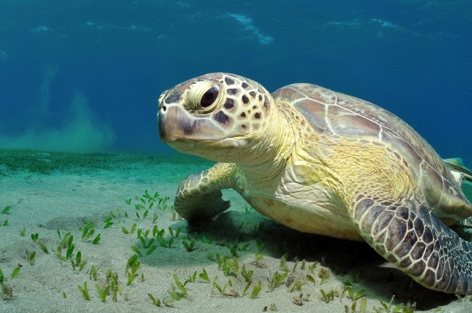Marsa Alam. Foto: 7 van 7
