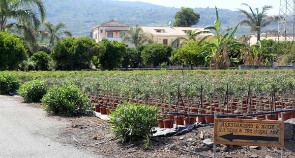 Photo de Fiumefreddo