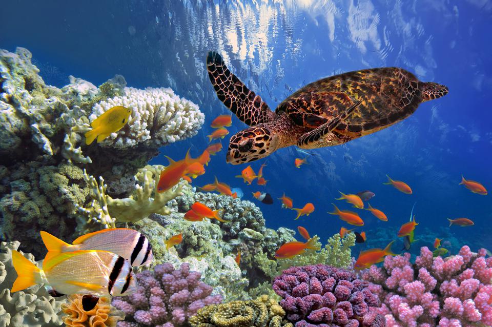 Marsa Alam Foto: 5 van 7