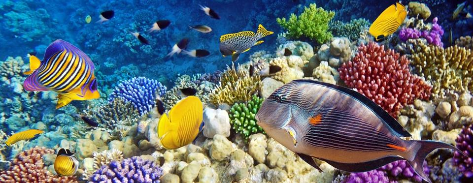 Marsa Alam Foto: 4 van 7