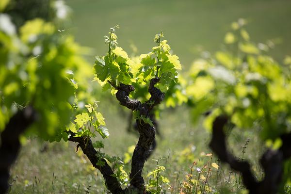 Photo de Carnoux en Provence