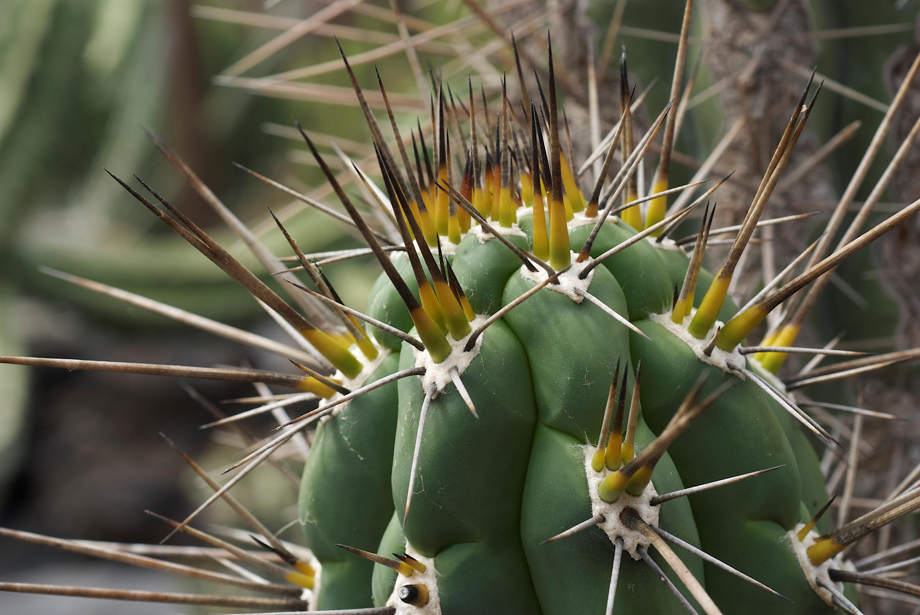 Tarajalejo Foto: 2 van 4