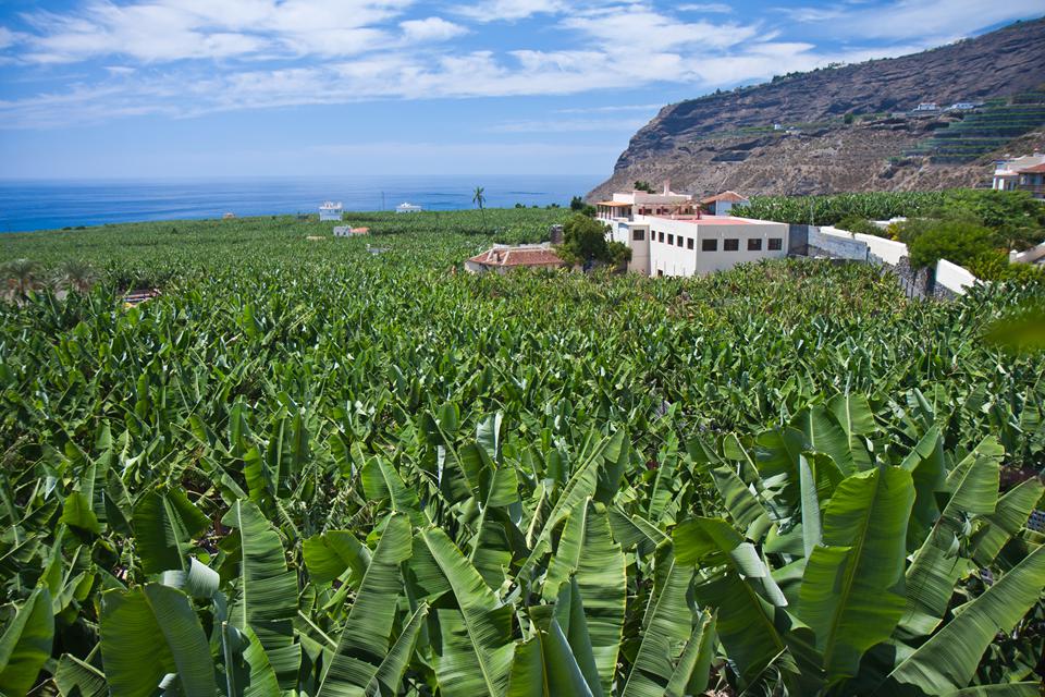 La Palma Photo : 5 sur 8
