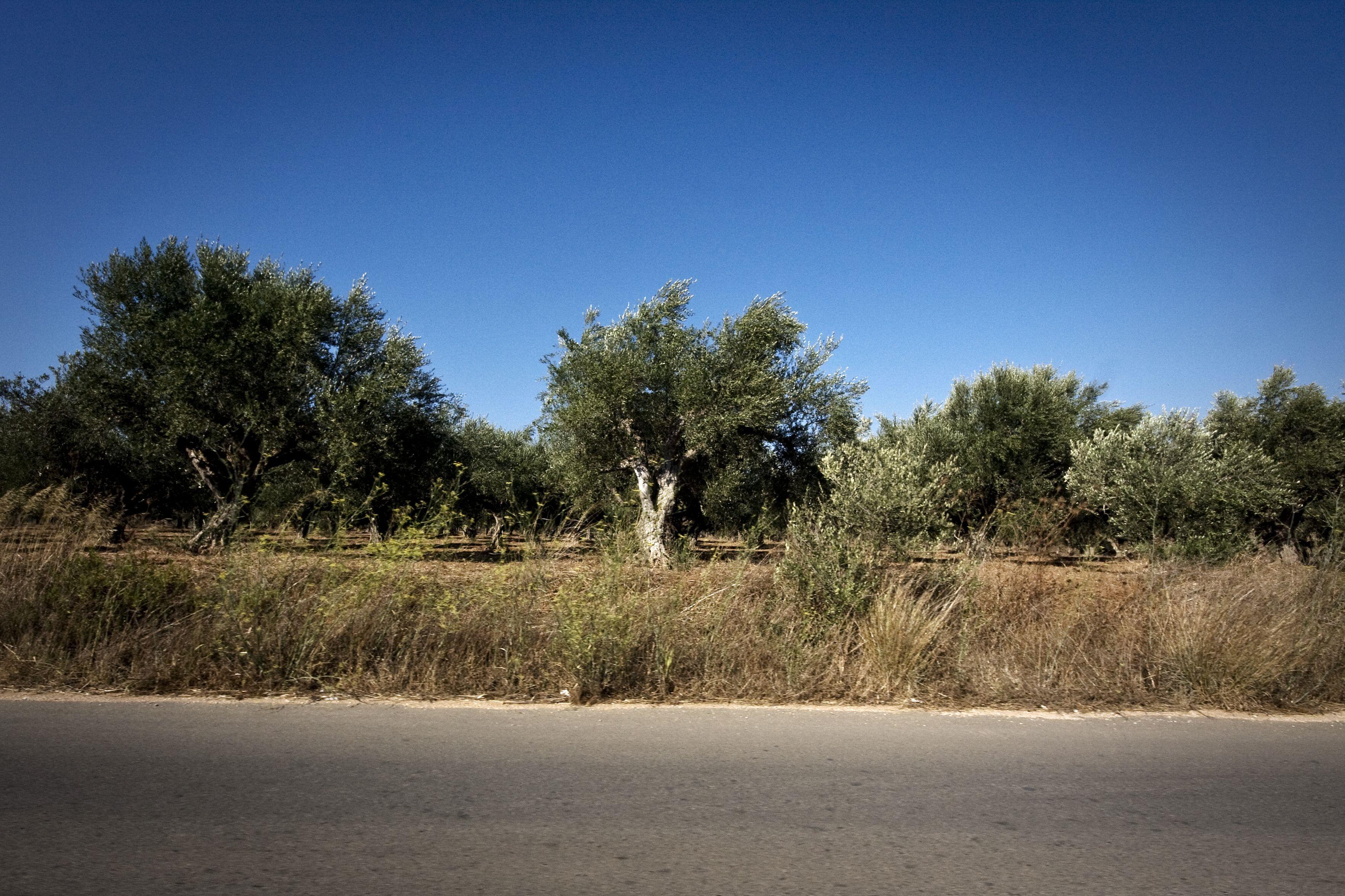 Finikounda Foto: 5 van 5