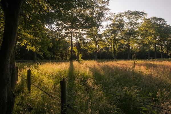 Foto van Mol