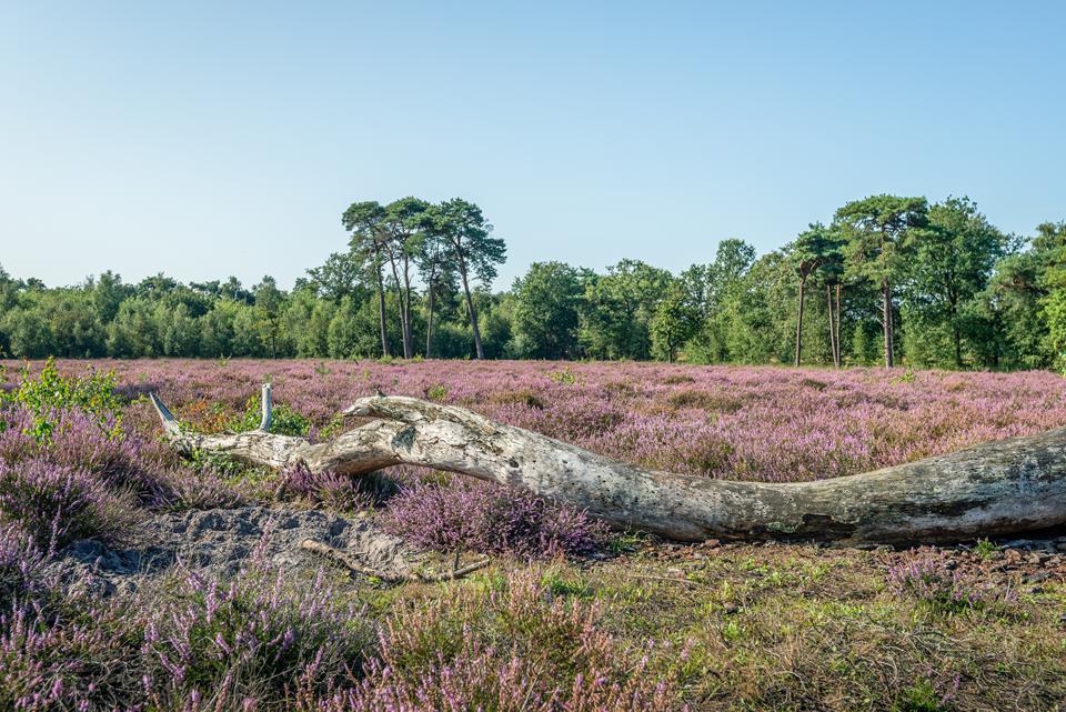 Schaijk Foto: 1 van 1