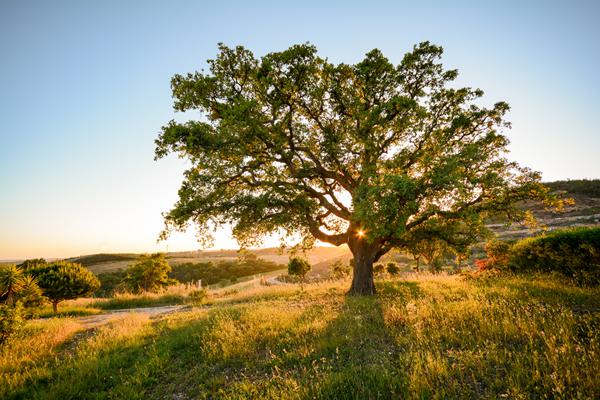 Foto van Alentejo