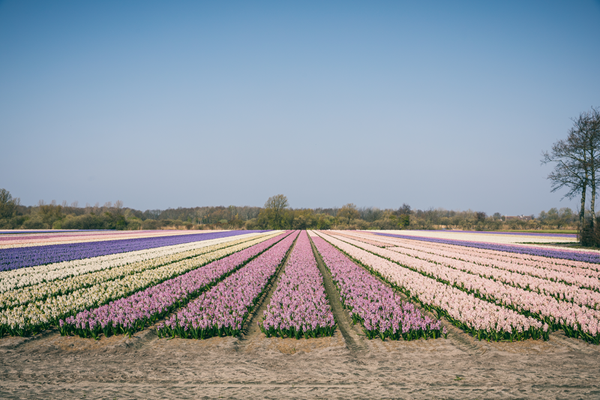 Foto van Noordwijkerhout