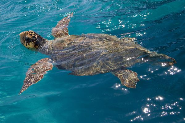 Foto van Dafni Beach