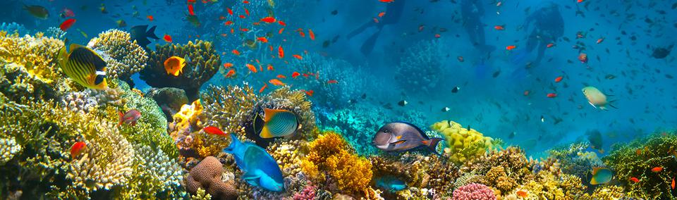 Marsa Alam Foto: 1 van 7