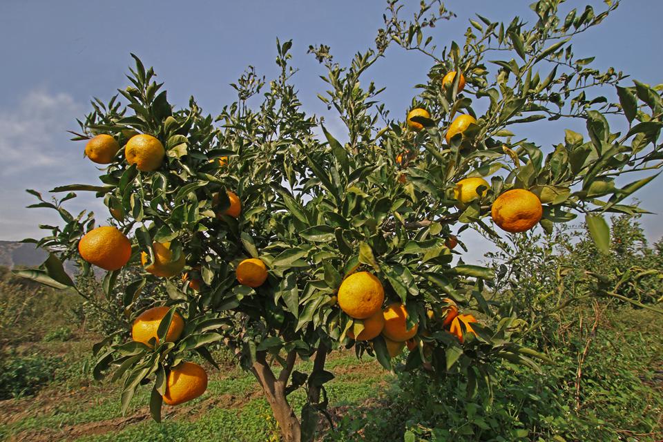 Gümüldür Photo : 2 sur 4