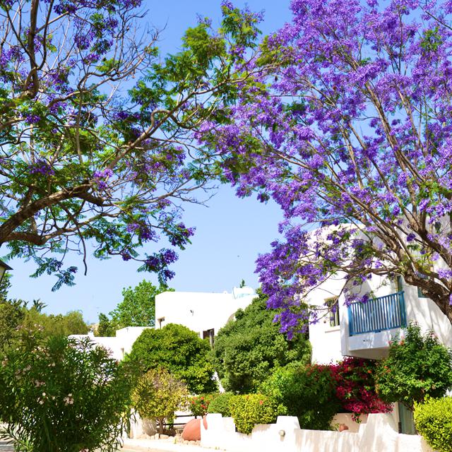 Hotel Paphos Gardens Holiday Resort