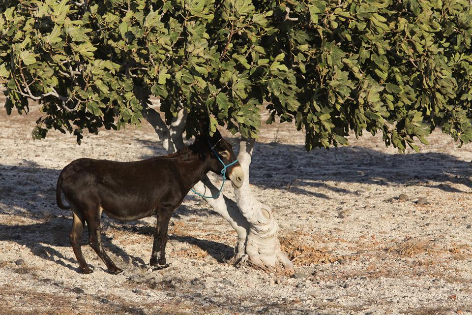 Oia Photo : 16 sur 22