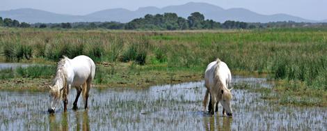 Parc Naturel d'Albufera 